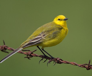 Цэгцгий (Шартүрүүт цэгцгий)